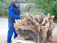 A fost deschisă Tabăra de sculptură „Vasile Blendea”, ediția a III-a. Artiștii vor lucra pe rădăcini și trunchiuri de copaci!