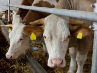 Ajutor de stat pentru susținerea creșterii bovinelor / informații