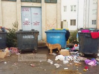 Poliția Locală Târgoviște începe verificarea platformelor de depozitare a gunoiului din municipiu!