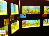 Galerie foto: ZOO Târgoviște, cea mai recentă realizare: pavilion acvaristic cu peste 100 de specii!