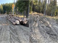 Drumul din munte, până la Zănoaga, distrus de camioanele exploatațiilor forestiere / reacție dură a președintelui CJD