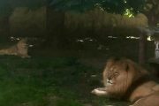 Leul scăpat în Târgoviște nu este dintre cei 4 deținuți de Grădina Zoologică