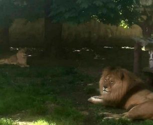 Leul scăpat în Târgoviște nu este dintre cei 4 deținuți de Grădina Zoologică