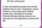 Alertă gravă: A fost semnalată prezența unui leu în Târgoviște, intrarea dinspre Priseaca (RO-Alert)