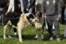 Exemplare extraordinare de câini, expoziție internațională și târg de adopții în Parcul Chindia din Târgoviște